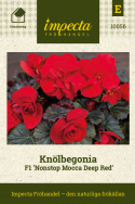 Begonia bulwiasta F1 'Nonstop Mocca Deep Red', głęboko ciemnoczerwone, pełne podwójne kwiaty na zwartych, równych i dobrze ukształtowanych roślinach z ciemnymi, brązowo-zielonymi liśćmi.