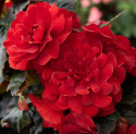 Begonia bulwiasta F1 'Nonstop Mocca Deep Red', głęboko ciemnoczerwone, pełne podwójne kwiaty na zwartych, równych i dobrze ukształtowanych roślinach z ciemnymi, brązowo-zielonymi liśćmi.