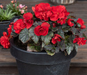 Begonia bulwiasta F1 'Nonstop Mocca Deep Red', głęboko ciemnoczerwone, pełne podwójne kwiaty na zwartych, równych i dobrze ukształtowanych roślinach z ciemnymi, brązowo-zielonymi liśćmi.