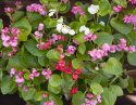 Begonia letnia F1 ''''Queen mix''''