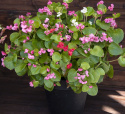 Begonia letnia F1 ''''Queen mix''''