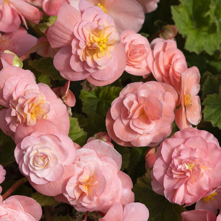 Begonia bulwiasta F1 ''''Fortune Pink''''