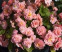 Begonia bulwiasta F1 ''''Fortune Pink''''
