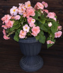 Begonia bulwiasta F1 ''''Fortune Pink''''