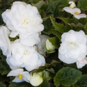 Begonia bulwiasta F1 ''''Fortune White''''