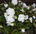 Begonia bulwiasta F1 ''''Fortune White''''