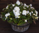 Begonia bulwiasta F1 ''''Fortune White''''