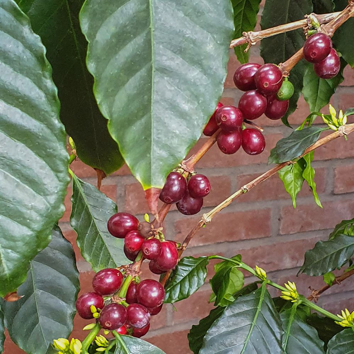 Arabska kawa daje czerwone owoce po kwitnieniu, których nasiona rozwijają się w ziarna kawy.