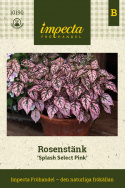 Rosenstänk 'Splash Select Pink', retro-roślina doniczkowa pochodząca z Madagaskaru.