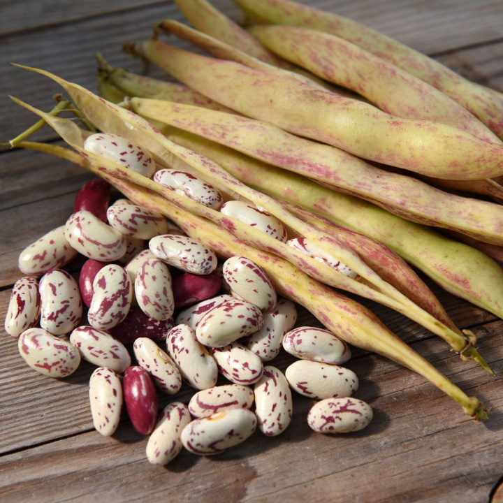 Fasola zwyczajna 'Mor Kristin' fasola do gotowania z długimi strąkami. Średniowczesna, daje obfite plony.