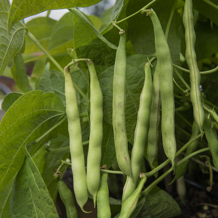 Fasola szparagowa Ståhult dziedzictwo kulturowe z zielonymi strąkami. Używana jako fasola szparagowa lub fasola do gotowania.