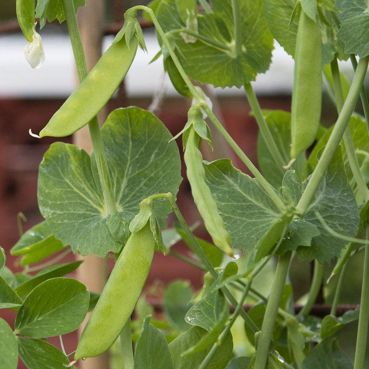 Groszek cukrowy ''''Martha'''', średniej wysokości z zielonymi, lekko zakrzywionymi strąkami.