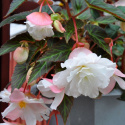 Begonia zwisająca F1 Illumination White ma kaskady białych, podwójnych kwiatów.