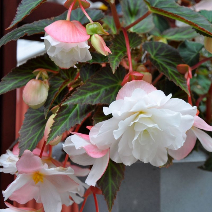 Begonia zwisająca F1 Illumination White ma kaskady białych, podwójnych kwiatów.
