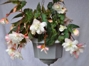 Begonia zwisająca F1 Illumination White ma kaskady białych, podwójnych kwiatów.