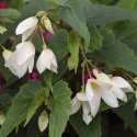 Begonia zwisająca F1 ''''Groovy White'''' ma duże, czysto białe, zwisające kwiaty.