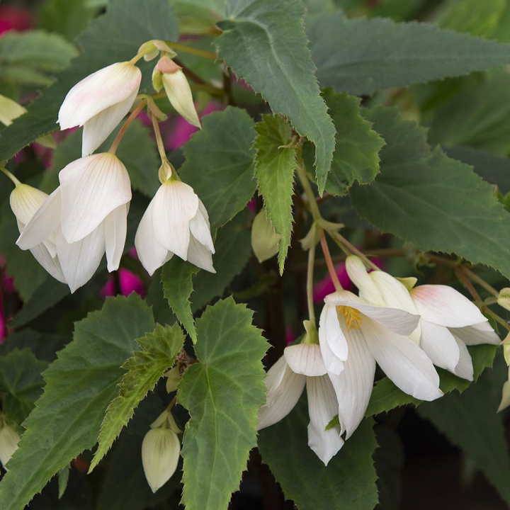 Begonia zwisająca F1 ''''Groovy White'''' ma duże, czysto białe, zwisające kwiaty.