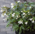 Begonia zwisająca F1 ''''Groovy White'''' ma duże, czysto białe, zwisające kwiaty.