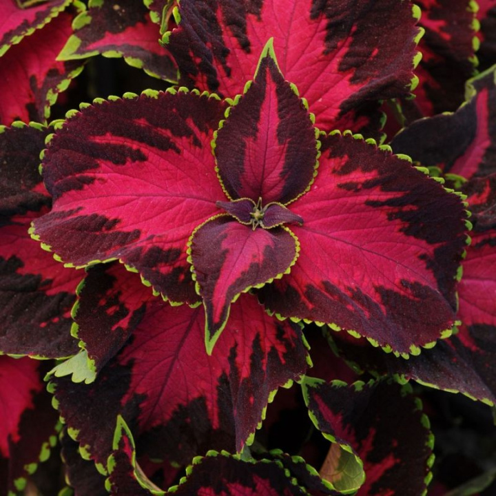 Palettblad Chocolate Covered Cherry ma wiśniowo-różowy kolor z unikalnym, kolorowym wzorem