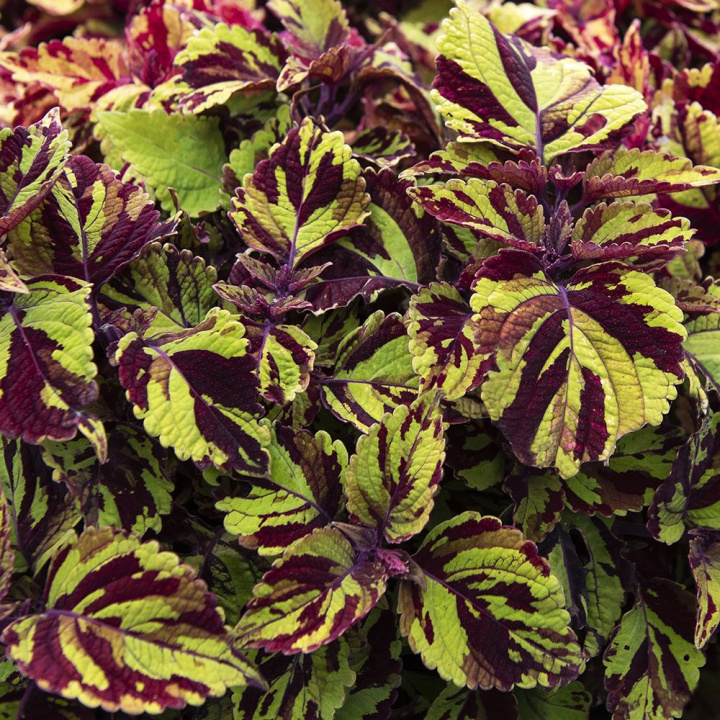 Palettblad ''''Fairway Mosaic''''