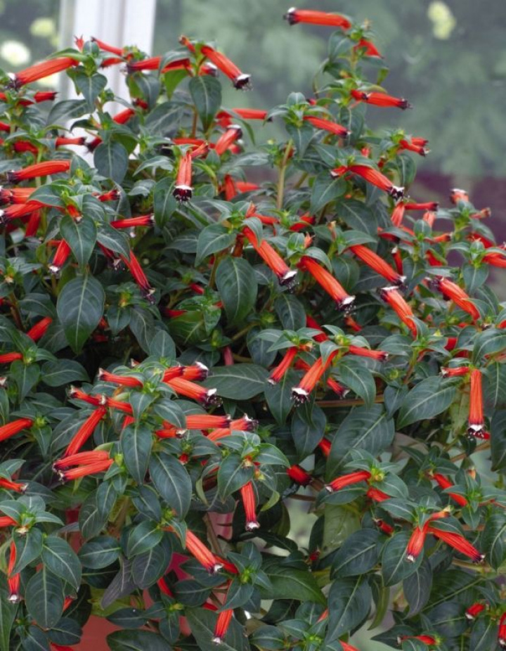 Cigaretowy żar „Dynamite” efektownie prezentuje się w wiszących donicach, doniczkach i skrzynkach.