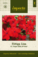 Flitiga Lisa F1 Super Elfin XP Red to jaskrawo czerwona, obficie kwitnąca roślina letnia.