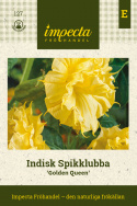 Indyjska pałeczka 'Golden Queen' złocistożółte, pachnące kwiaty trąbkowate.