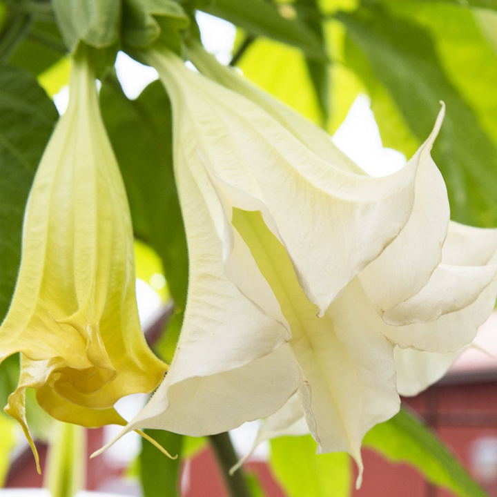 Mała trąbka anielska