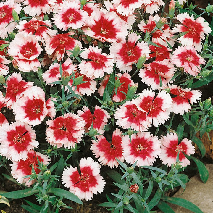 Sommarnejlika 'Merry-Go-Round' to urocza odmiana z mnóstwem kwiatów.