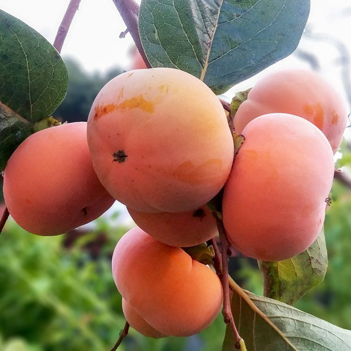 Kaki to dekoracyjna roślina doniczkowa z pomarańczowymi, morelowo podobnymi, bardzo smacznymi owocami sharon.