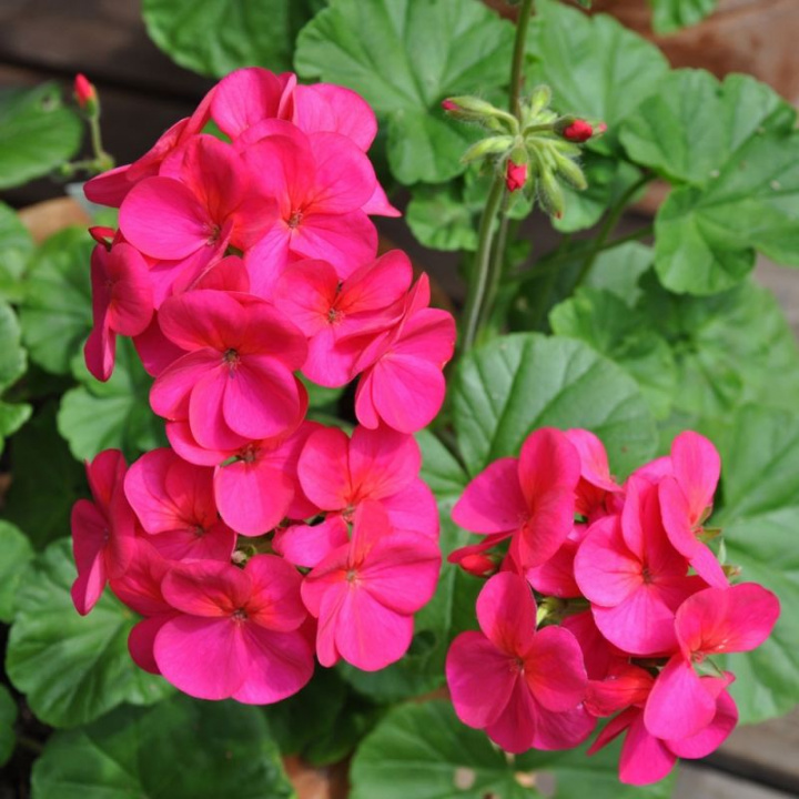 Pelargonia F1 Apache Violet Obficie kwitnąca o różowofioletowych kwiatach