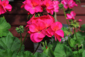 Pelargonia F1 Apache Violet Obficie kwitnąca o różowofioletowych kwiatach