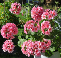 Pelargonium F1 'Apache Star' Obficie kwitnący z jasnoróżowymi kwiatami na kompaktowych roślinach.