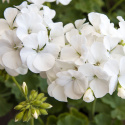 Pelargonia F1 ''''Apache White''''