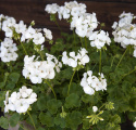 Pelargonia F1 ''''Apache White''''