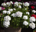 Pelargonia F1 ''''Apache White''''