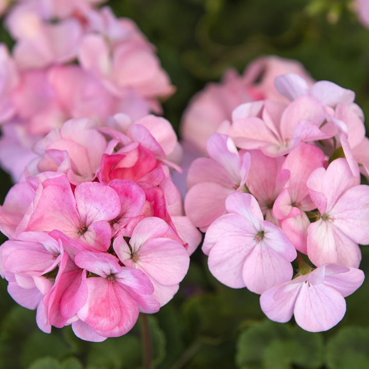 Pelargonia F1 ''''Apache Appleblossom''''