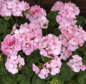 Pelargonia F1 ''''Apache Appleblossom''''