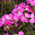Pelargonia F1 ''''Nocna Róża''''