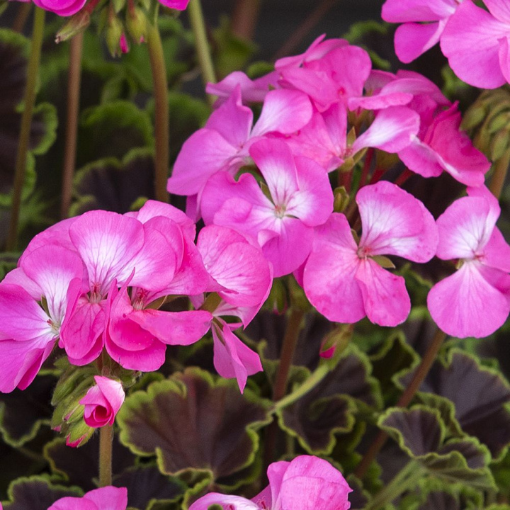 Pelargonia F1 ''''Nocna Róża''''