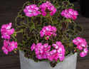 Pelargonia F1 ''''Nocna Róża''''