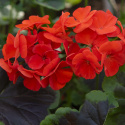 Pelargonium F1 „Night Scarlet”. Duże, szkarłatnoczerwone kwiaty.