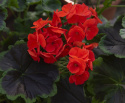 Pelargonium F1 „Night Scarlet”. Duże, szkarłatnoczerwone kwiaty.