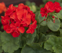 Pelargonia F1 ''''Gizela''''