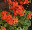 Pelargonium F1 ''''Lucie''''