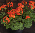 Pelargonium F1 ''''Lucie''''