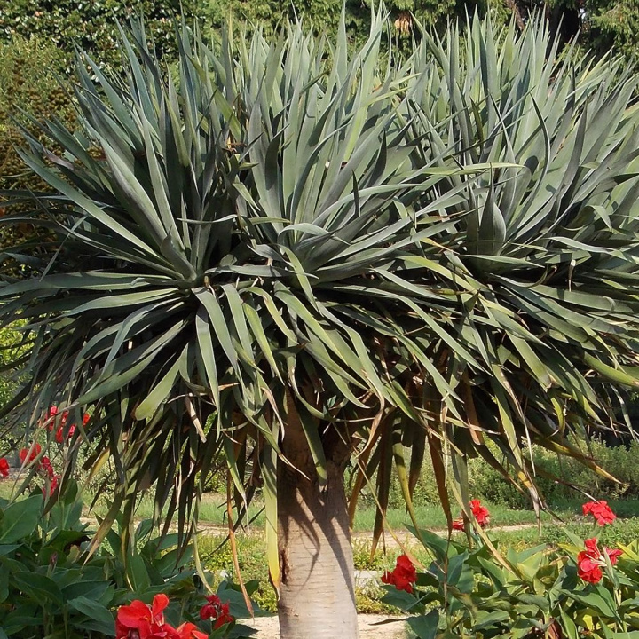 Drzewo smoczej krwi, wieloletnia roślina doniczkowa i jeden z najstarszych organizmów na świecie
