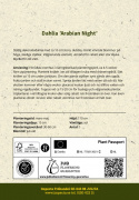 Dekoracyjna dalia ''Arabian Night'' 1 szt.