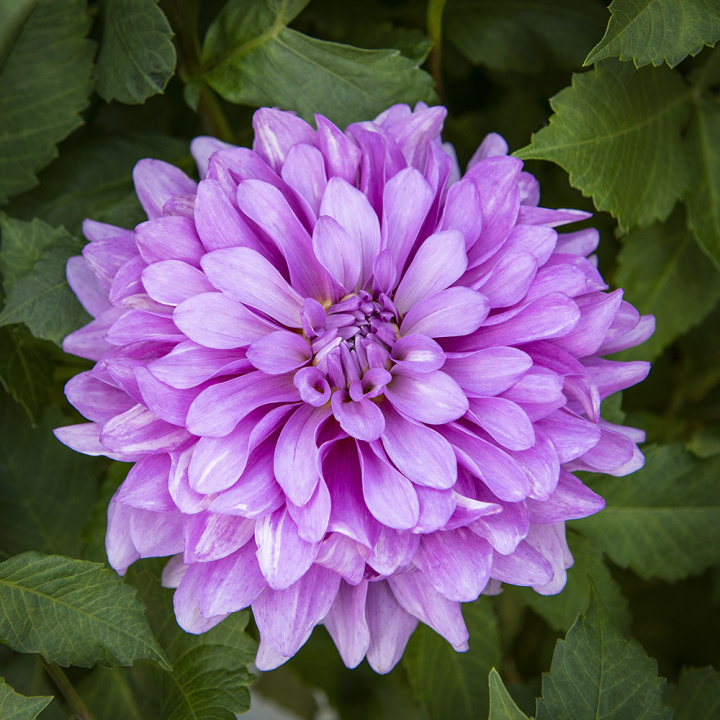 Dekoracyjna dalia ''Bluetiful'' 1 szt