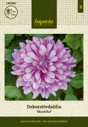 Dekoracyjna dalia ''Bluetiful'' 1 szt